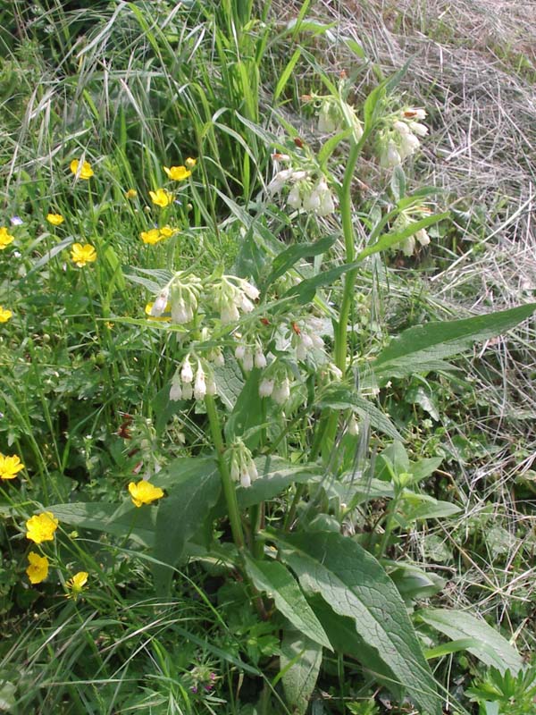 Symphytum tuberosum